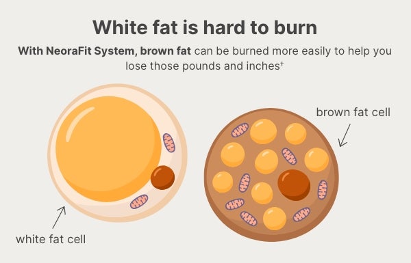 An inforgraphic of fat cells and how NeoraFit can help burn fat when used as part of a healthy lifestyle.