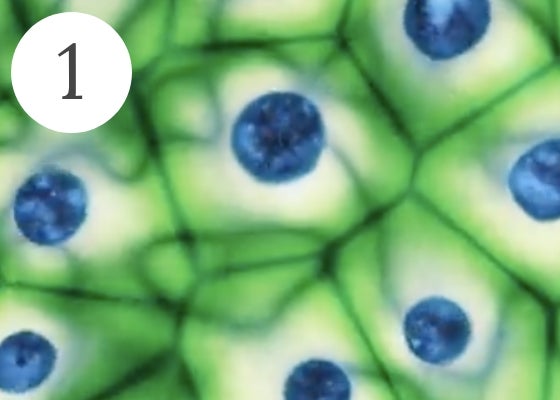 1) A close-up of GFP-Stem cells.