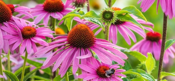 Echinacea flowers