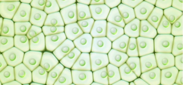 GFP Stem