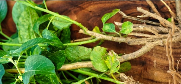 Ashwagandha Root and Leaf Extract