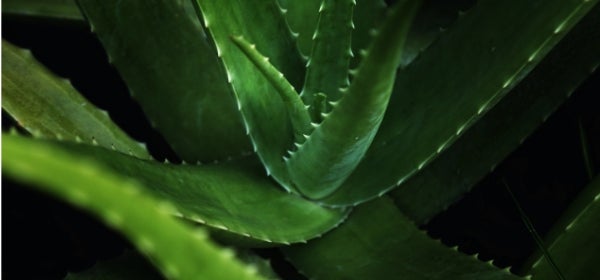 Aloe Vera leaves