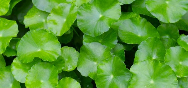Gotu Kola