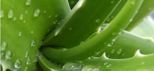 Droplets on an Alove Vera plant
