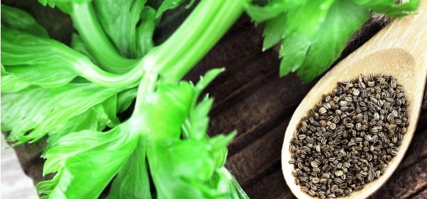 Celery Stem