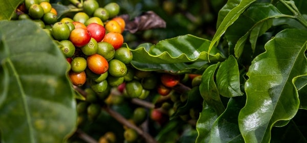 Berries on a plant
