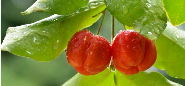 Alpha Lipoic Acid