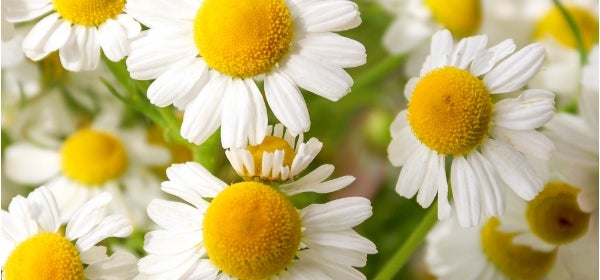 Chamomile Flowers