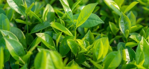 Green tea