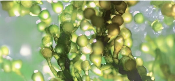 Alteromonas Ferment Extract