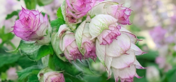 Clary Sage