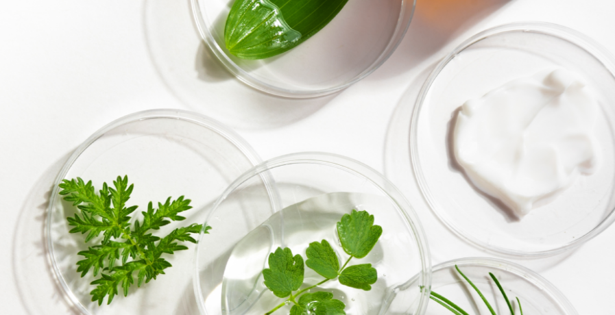Plants on a petri dish