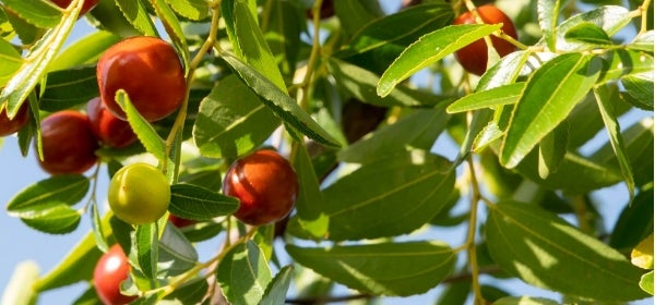 Jojoba Esters