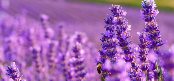 Lavender Oil