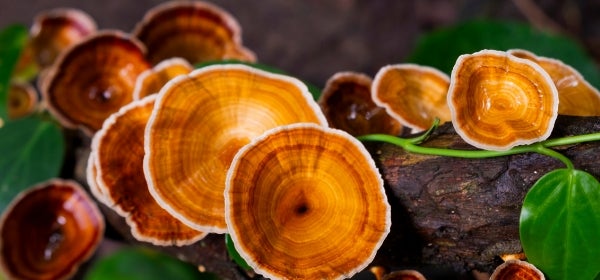 Reishi Mushroom