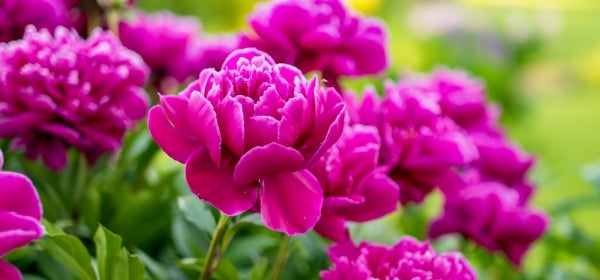 Peony Flowers