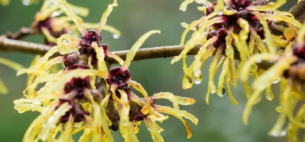 Witch Hazel Water