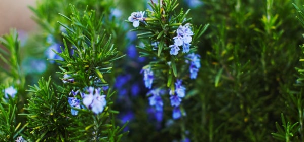 Rosemary Leaf Oil