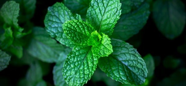 Mint Leaf