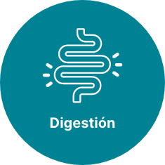 El ícono de digestión es una ilustración de un estómago